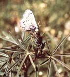 A Glaucopsyche butterfly lays eggs on a lupine flower bud in the constant war of coevolution.